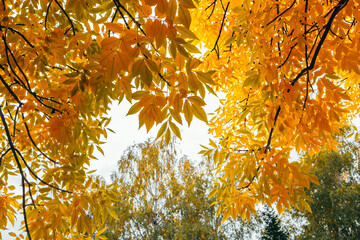Golden autumn. View of the yellow leaves from below.j
