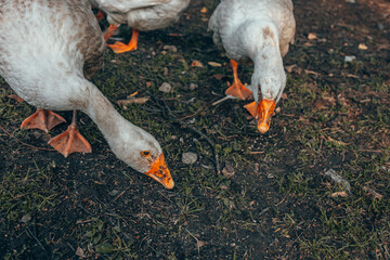 Geese are looking for food on the ground. Geese on a walk. Village life, pets. Domestic birds.