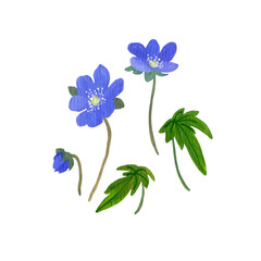 gouache liverwort flowers on a white background.