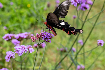 The Field of Verbena Flower and black butterfly