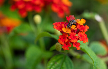 Bee collecting pollen from a flower Macro shot