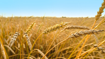 Obraz premium Golden ears of wheat against the background of the blue sky