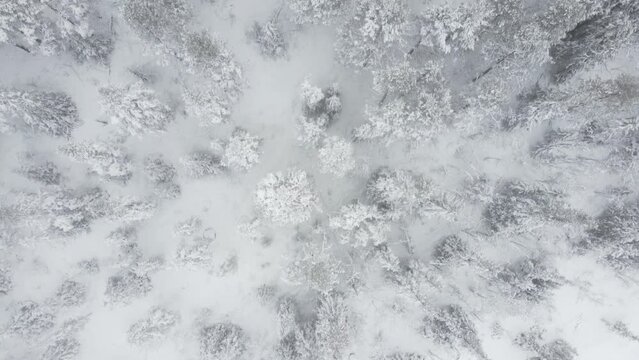 top down winter forest of Norway