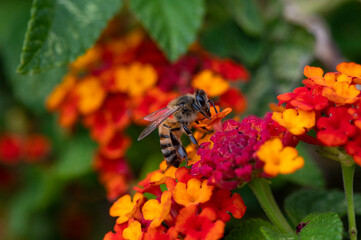 Bee collecting pollen from a flower Macro shot