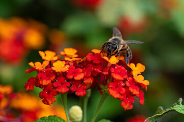 Bee collecting pollen from a flower Macro shot