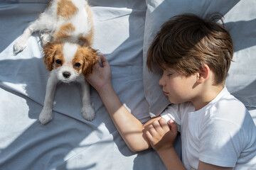 boy with a dog in an embrace lies in bed in morning. Sleep with pets. cute puppy cavalier king...