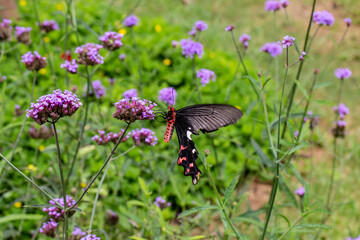 The Field of Verbena Flower and black butterfly