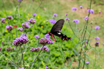 The Field of Verbena Flower and black butterfly