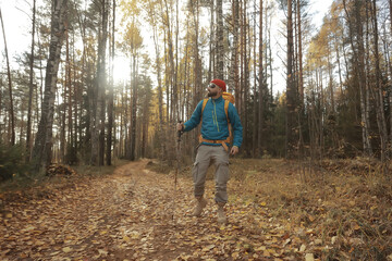 Fototapeta premium autumn camping in the forest, a male traveler is walking through the forest, yellow leaves landscape in October.