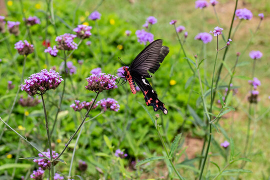 The Field of Verbena Flower and black butterfly