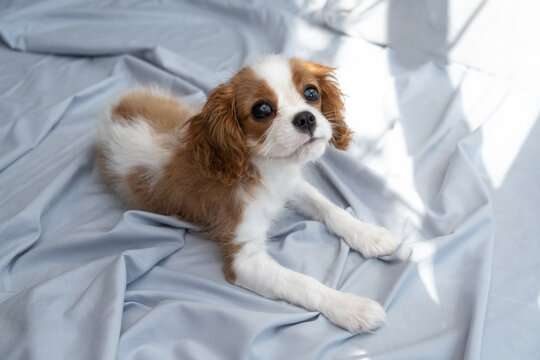  cute puppy cavalier king charles spaniel on green bad. Banner