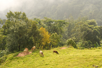 The scenery of green trees, and grasses with cows in the morning light from Thailand.