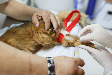 Doctor veterinarian makes an injection to red cat in clinic