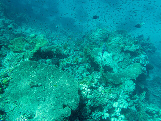 Corals and algae underwater in Red sea