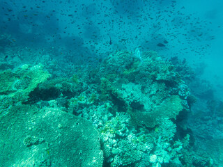 Fototapeta na wymiar Corals and algae underwater in Red sea