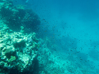 Fototapeta na wymiar Corals and algae underwater in Red sea