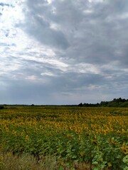 field of sunflowers against the sky