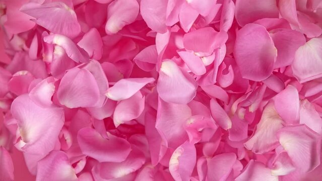 Super slow motion shot of flying pink rose petals towards camera on pink background at 1000 fps.