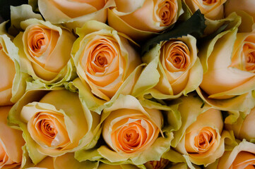 Pasar Lama Tangerang, Banten, Indonesia – August 21, 2022: Roses or Rosoideae with Selected Focus.