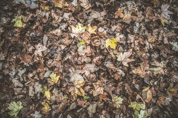 Forest floor of fallen colorful autumn leaves - yellow, brown, maple, oak, birch, foliage carpet in october forest