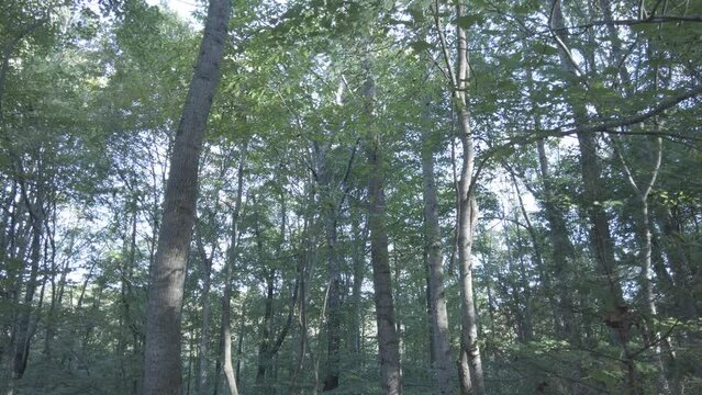 Endless rows of trees in the forest looking up point of view
