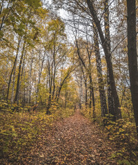 Atmospheric fairy trail in the autumn birch and oak grove, path in the forest in October in cloudy weather