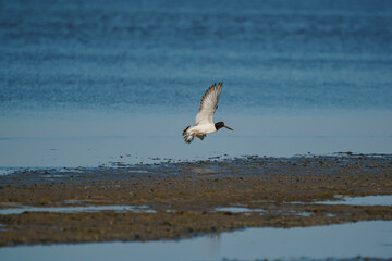Eurasian Oystercatcher (Haematopus ostralegus) flying over the swamp