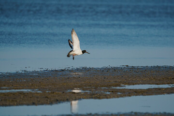 Eurasian Oystercatcher (Haematopus ostralegus) flying over the swamp