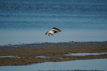 Eurasian Oystercatcher (Haematopus ostralegus) flying over the swamp