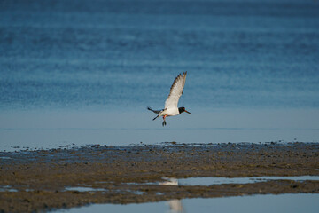 Eurasian Oystercatcher (Haematopus ostralegus) flying over the swamp