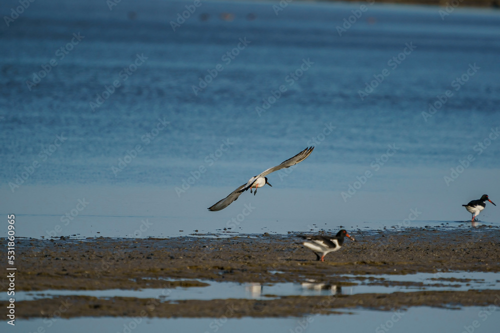 Sticker a group of eurasian oystercatcher (haematopus ostralegus) in the swamp