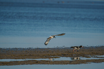 A group of Eurasian Oystercatcher (Haematopus ostralegus) in the swamp