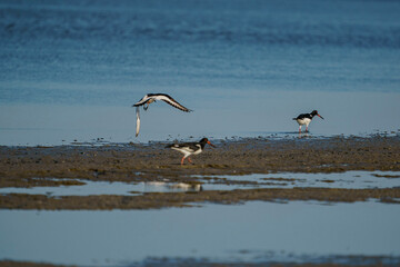 A group of Eurasian Oystercatcher (Haematopus ostralegus) in the swamp