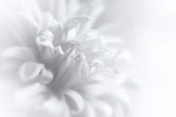 Fototapeta na wymiar Blurred white chrysanthemum flower with soft focus. A flower on a light foggy background. Close-up. Nature.Close-up. Nature.