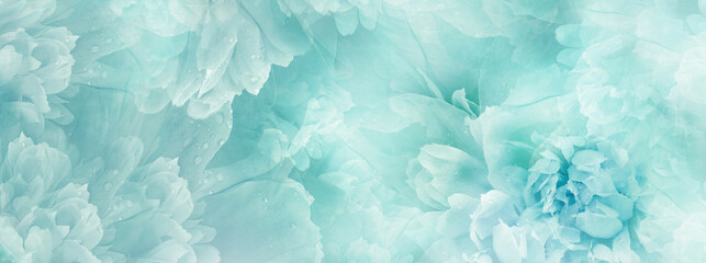 Turquoise  peony  flowers  and petals peonies   Floral background.  Close-up. Nature. © nadezhda F