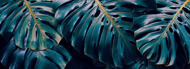Blue tropical leaves, bush of monstera plant, dark nature background © pernsanitfoto