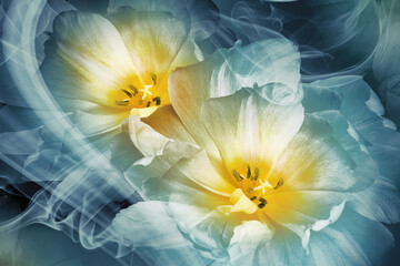 Yellow-blue  tulips. Floral background. Flowers in curls of smoke. Close-up. Nature.