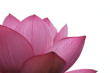 庭園に咲く蓮の花