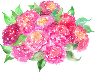 Watercolor pink rose peony flower floral composition bouquet isolated