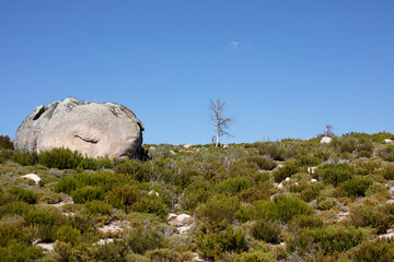 Fototapeta na wymiar Énorme rocher de granit et arbre mort au milieu d'une végétation basse et sèche sur le plateau de la, plus haute montagne du Portugal, la Serra d'Estrela.
