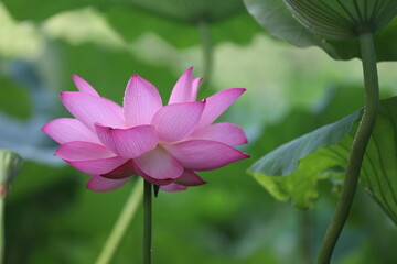 庭園に咲く蓮の花