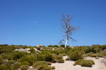 Arbre mort au milieu d'une végétation basse et sèche sur le plateau de la, plus haute montagne du Portugal, la Serra d'Estrela.