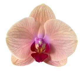 beautiful orchid flower