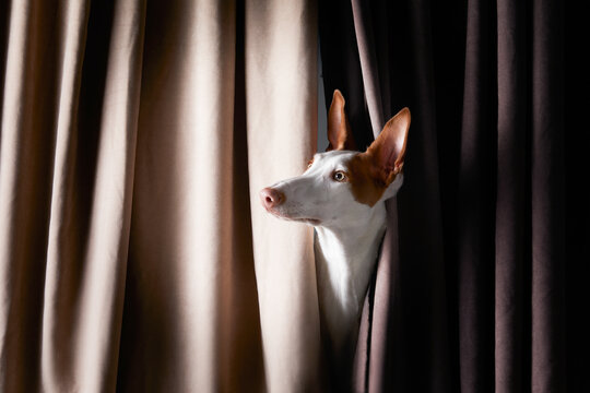 dog on dack background in the studio. portrait spanish greyhound, podenko ibitsenko with fabric, curtain, peeking out