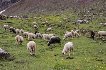 Obraz premium Sheep eating grass on the meadows of himalayan mountain