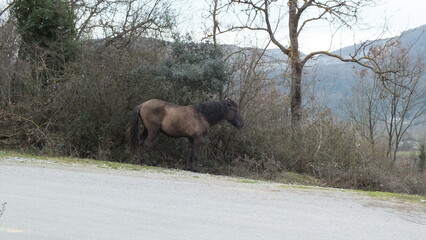 wilde horse in the road