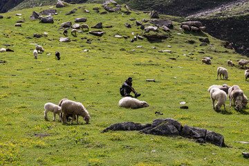 Naklejka premium A man seating on a grass with sheep around