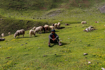 A man seating on a grass with sheep around