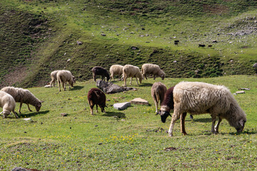 Sheep roaming near the bank of the river