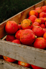 mehrfarbige helle kürbisse, herbsthintergrund mit saisonalen produkten, inspiration für herbst, halloween